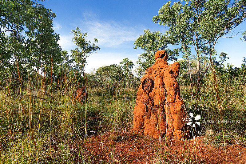 澳大利亚北领地尼特米卢克国家公园的磁性白蚁丘图片素材