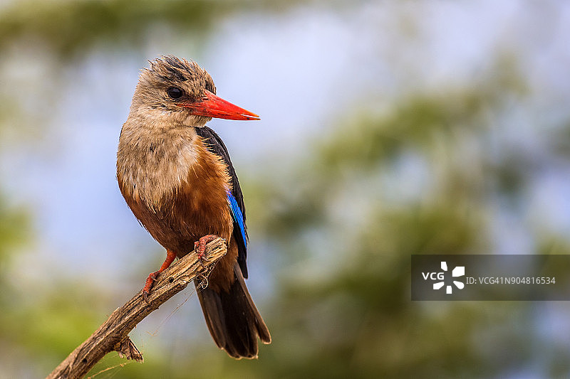 灰头翠鸟图片素材