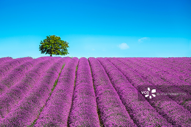 法国普罗旺斯薰衣草和树木图片素材