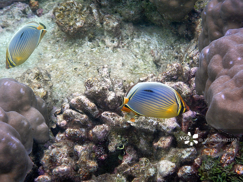 两种线纹蝴蝶鱼图片素材