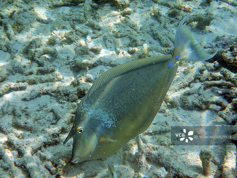 漂白珊瑚上的大独角鱼图片素材