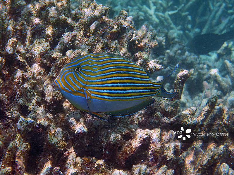 线纹刺尾鱼图片素材