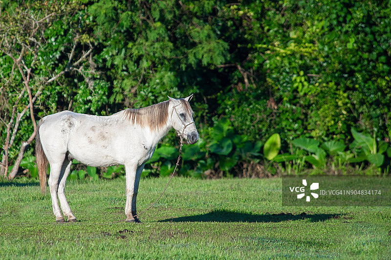 绿色田野和栅栏上的白色马（Equus ferus caballus）图片素材
