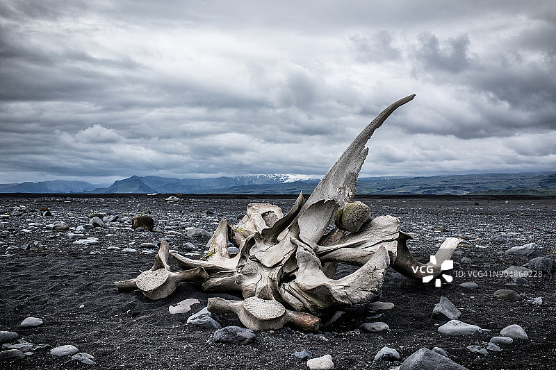 鲸鱼骨骼图片素材