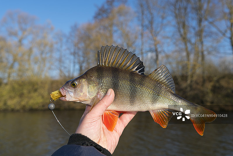 渔民手中的河鲈鱼，秋季图片素材