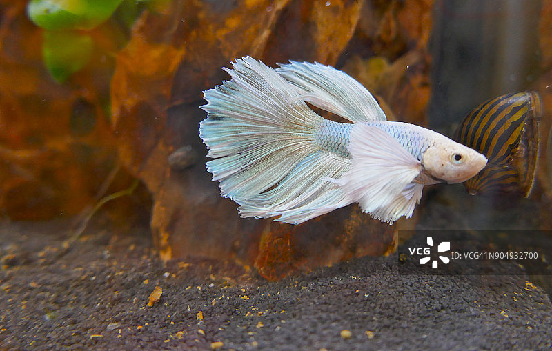 斗鱼，冠尾斗鱼，美丽的淡水观赏鱼图片素材