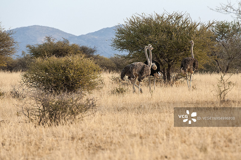 一群鸵鸟（学名：Struthio camelus），纳米比亚霍马斯地区图片素材