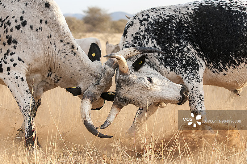 恩古尼牛顶角，纳米比亚科马斯地区图片素材