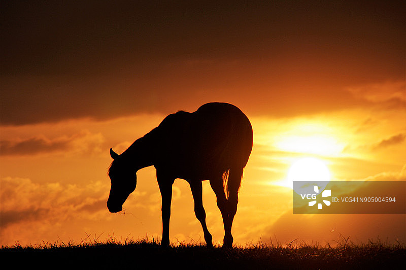夕阳下的骏马图片素材