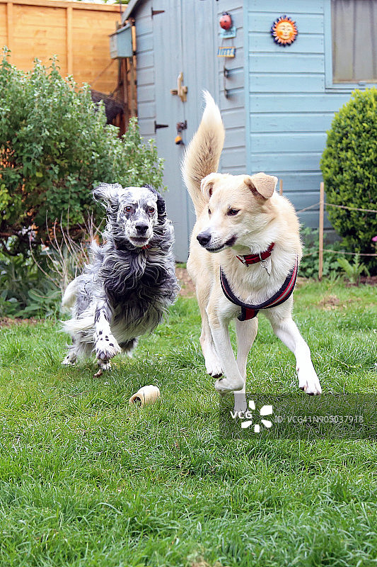 在花园里玩耍的狗图片素材