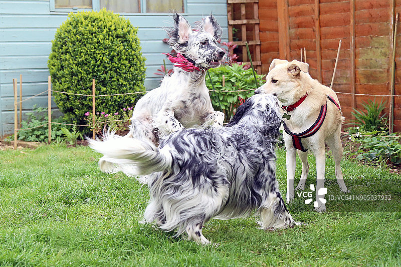 在花园里玩耍的三只狗图片素材