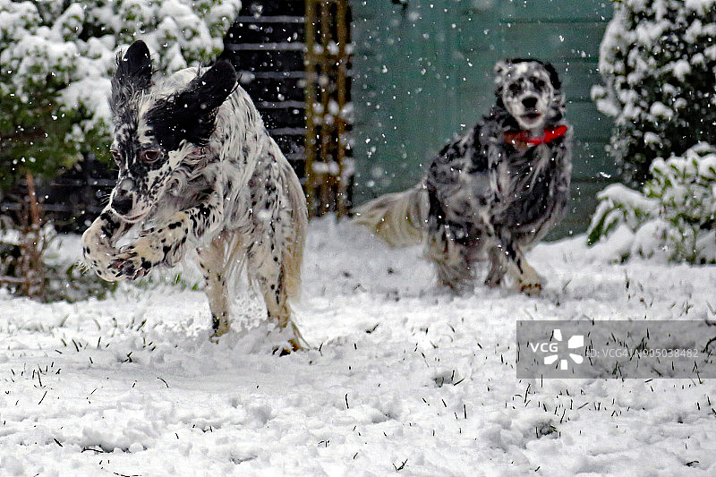 在雪地里玩耍的英国雪达犬图片素材