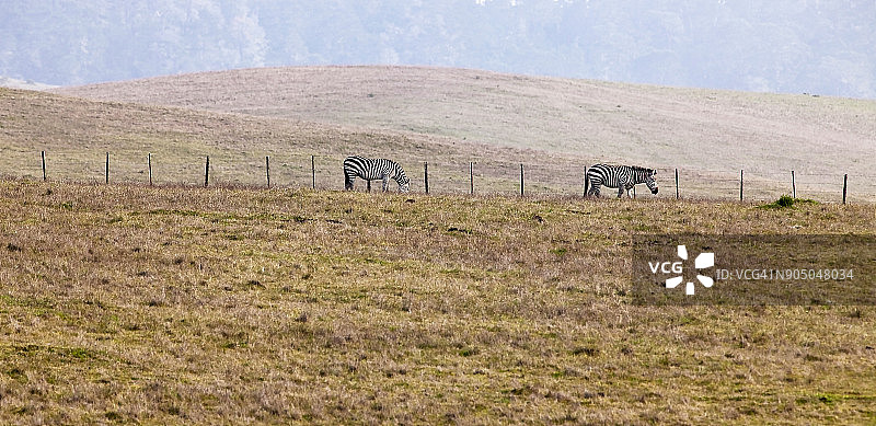 赫斯特牧场斑马，加利福尼亚州圣西蒙图片素材