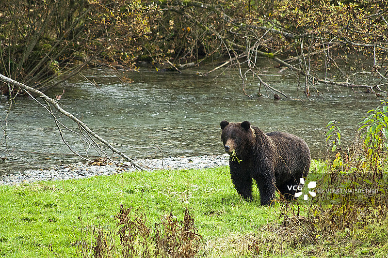 阿拉斯加海德 Fish Creek 的灰熊_1图片素材