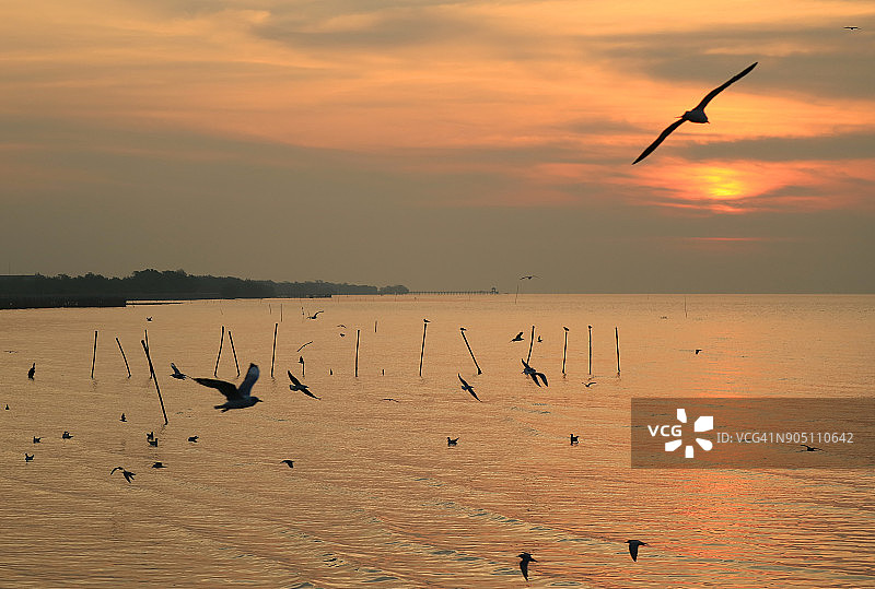 黎明时分，在泰国湾飞越海洋的众多海鸥剪影图片素材