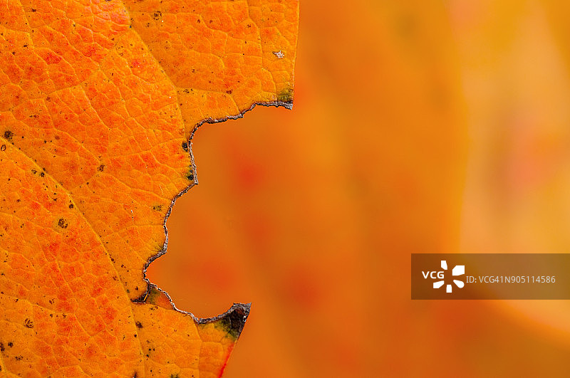 橙色树叶的黑白特写图片素材