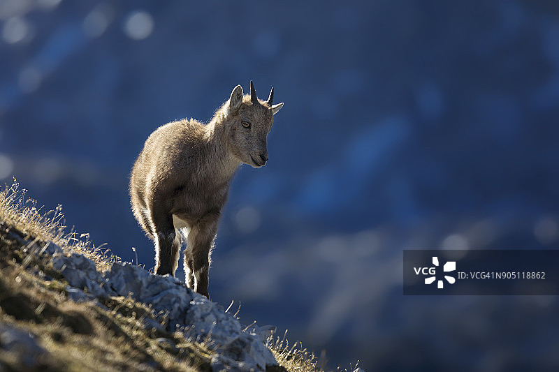 清晨阳光下的年轻阿尔卑斯野山羊图片素材