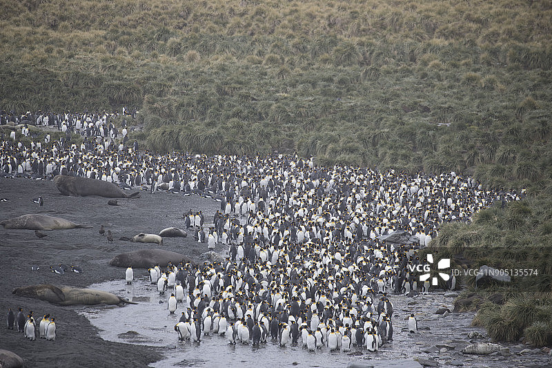 黄金港的鸟类繁殖地图片素材