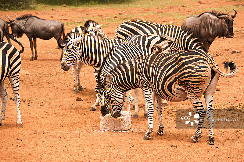 布氏斑马图片素材