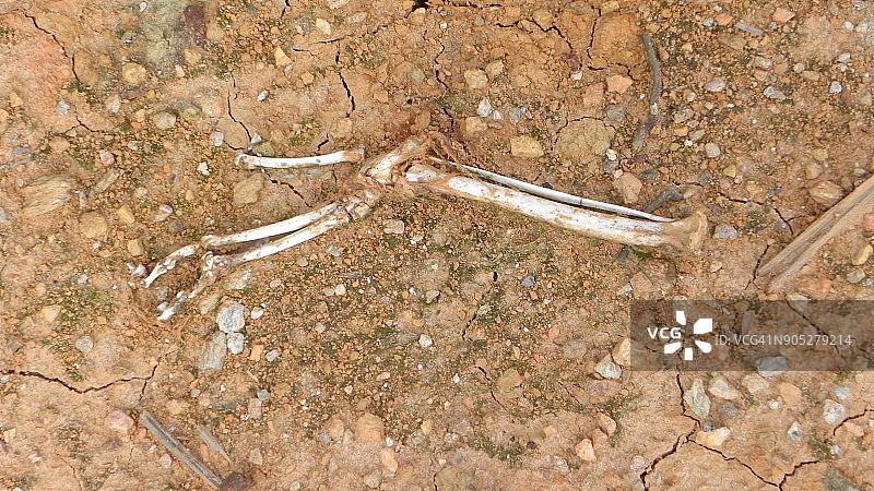 黏土中的动物骨骼图片素材