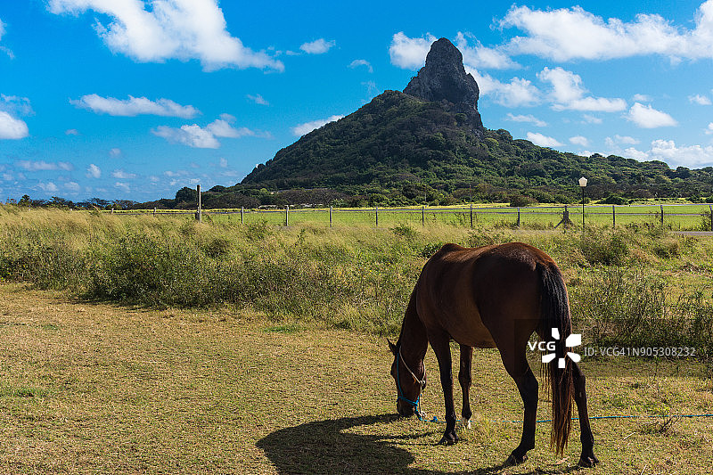 美丽的早晨，骏马与山景图片素材