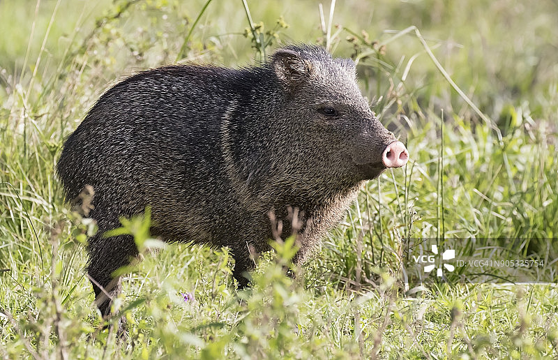 领西猯图片素材