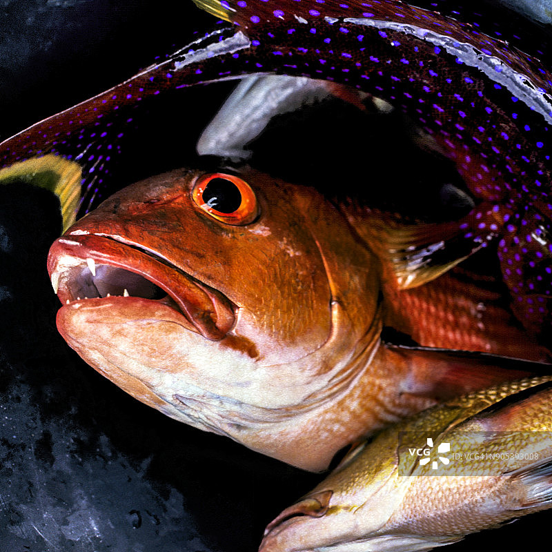 明打威群岛的新鲜鱼图片素材