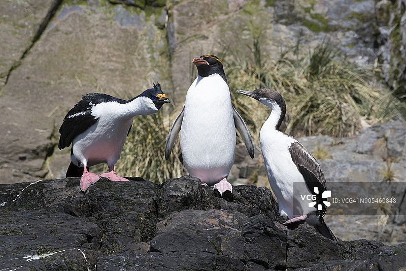凤头黄眉企鹅与蓝眼鸬鹚在赫拉克勒斯湾图片素材