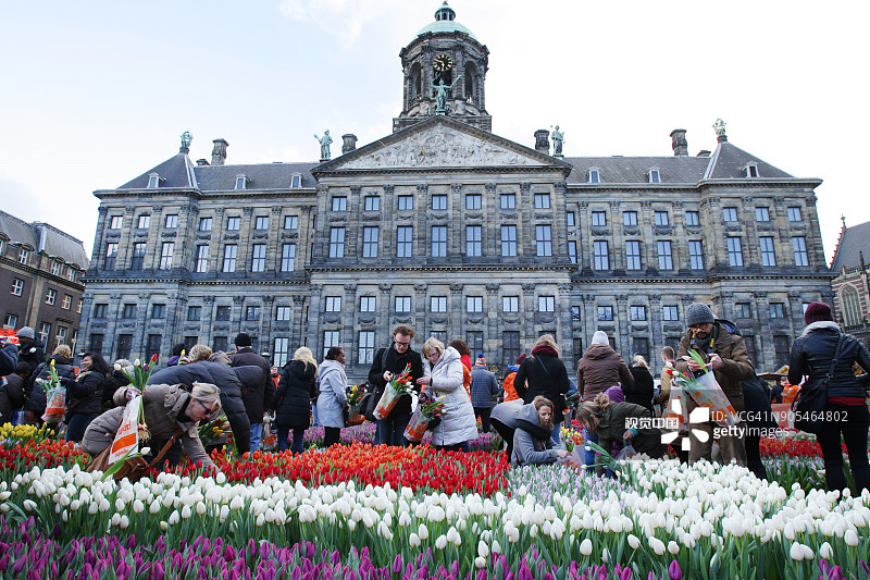 阿姆斯特丹的荷兰国家郁金香日图片素材
