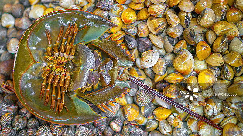 海边的鲎与海贝图片素材