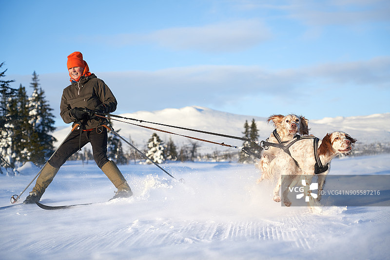 英国雪达犬在雪地里奔跑，挪威奥普兰郡图片素材