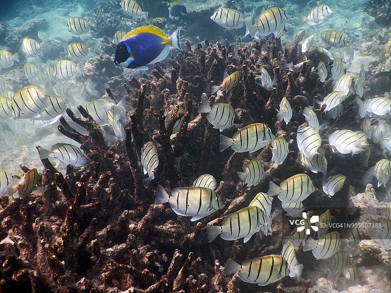 斑纹刺尾鱼图片素材
