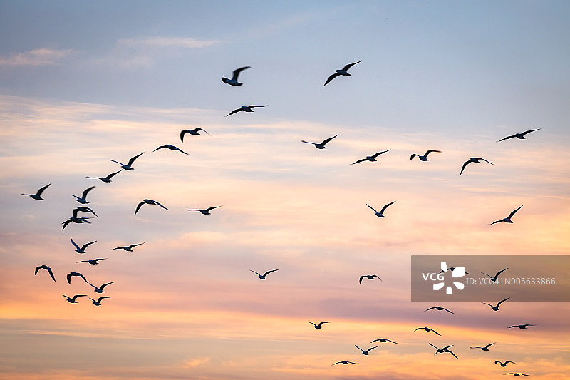 在澳大利亚天空飞翔的鸟群图片素材