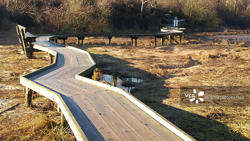 加拿大不列颠哥伦比亚省穆迪港，岩点公园，穿过沼泽的木板路图片素材