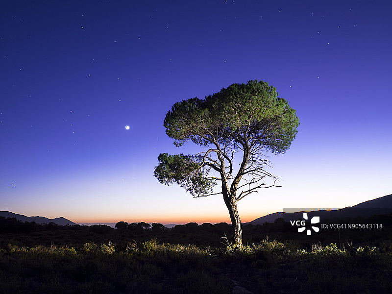 西班牙巴伦西亚群落满月暮光孤树平原夜景图片素材
