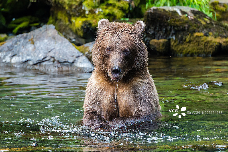 俄罗斯河熊图片素材