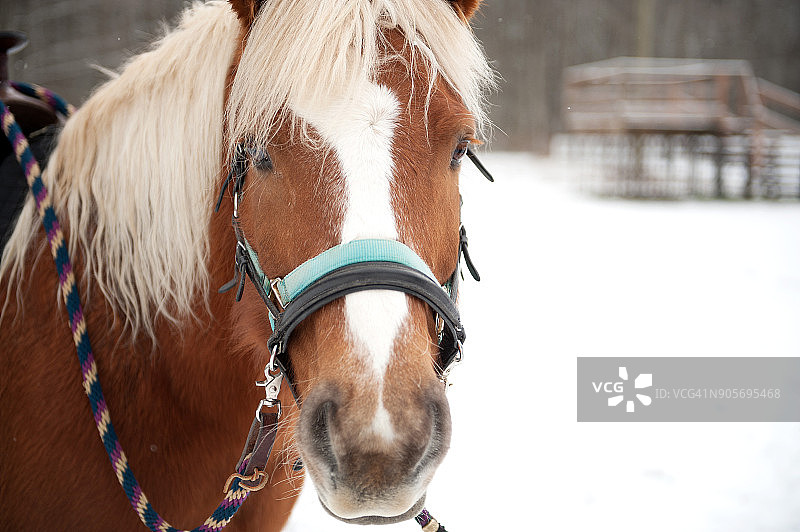 雪地里的棕色马，加拿大不列颠哥伦比亚省斯阔米什，2017年12月27日图片素材