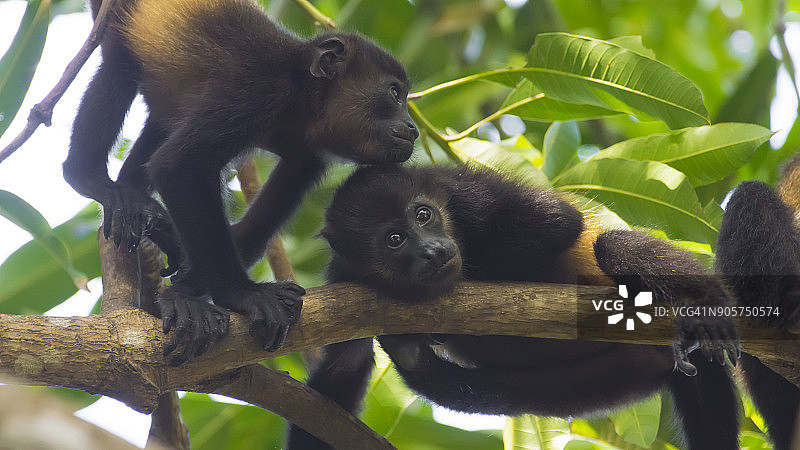 两只金色斗篷的吼猴在树上玩耍图片素材