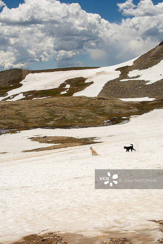 一只狗坐着，一只狗在山地雪原上行走图片素材