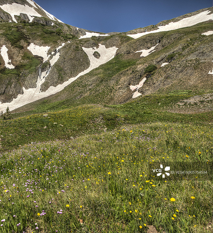 野花草甸全景图片素材