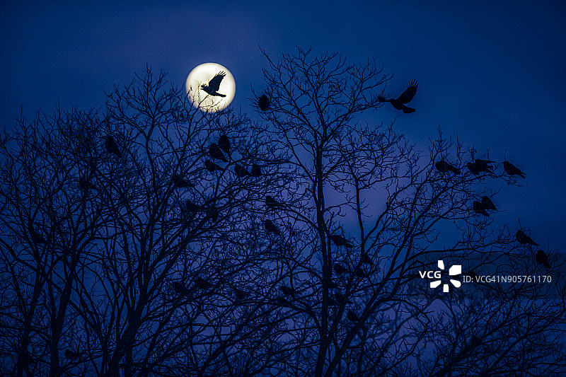 乌鸦飞过狼月时的轮廓图片素材