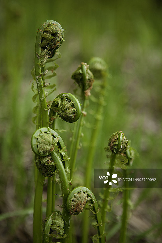 生长在一起的蕨菜图片素材