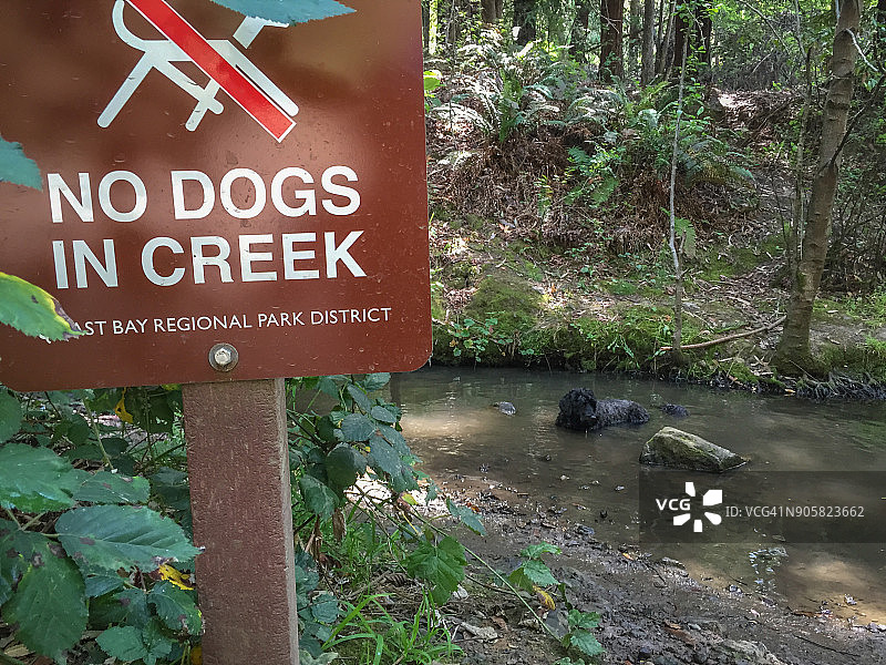 狗狗坐在小溪里图片素材