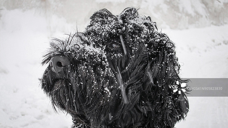 葡萄牙水犬图片素材