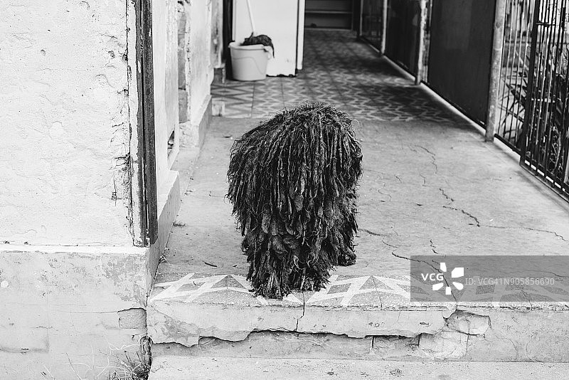 坐在门廊上看着镜头的黑色波利犬图片素材