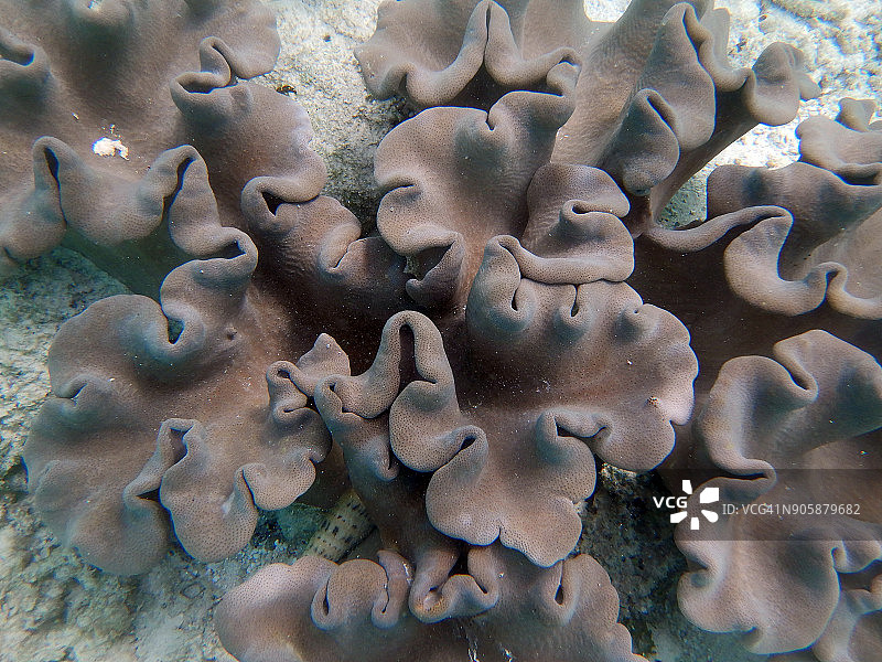 马尔代夫珊瑚礁上的软珊瑚图片素材