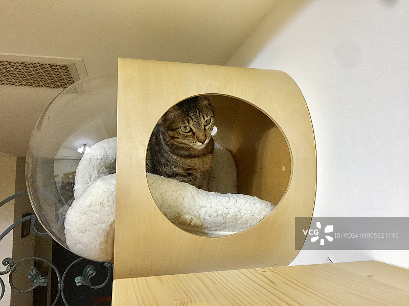 太空舱里的猫图片素材