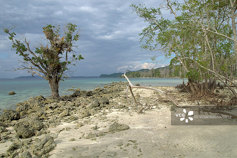 热带哈夫洛克岛南安达曼海滩上的红树林图片素材