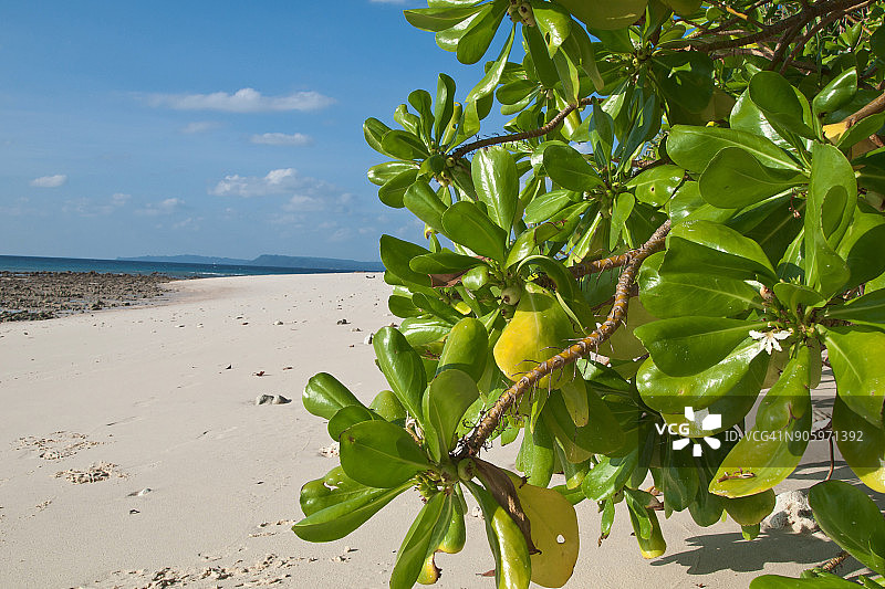 安达曼海尼尔岛海滩上的红树林叶子图片素材