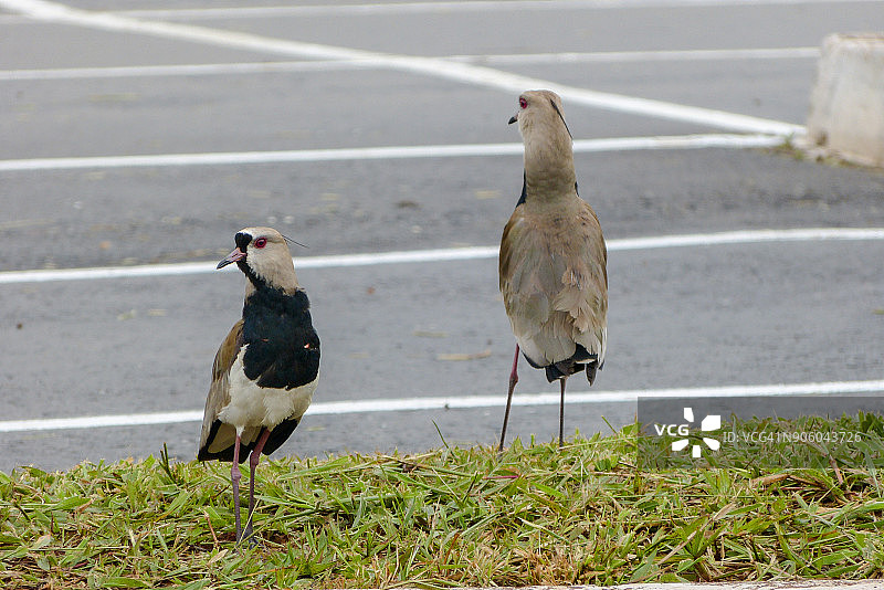 智利鸻图片素材